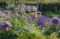 Het Kwekerijtje -
                Barendrecht - Salvia's